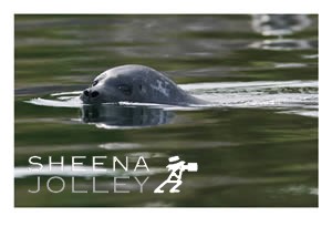 Common Seal  curious  inquisitive  big eyes   waters  Glengarriff  west Cork  ireland  photograph Common Seal (Still Waters).jpg Common Seal (Still Waters).jpg Common Seal (Still Waters).jpg Common Seal (Still Waters).jpg